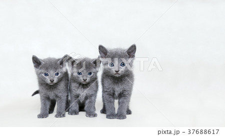 ロシアン　兄弟 37688617