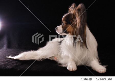Beautiful young male dog Continental Toy Spaniel 37689188