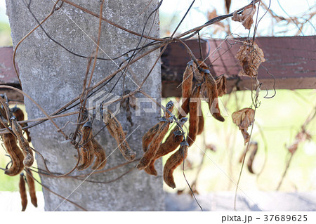 Mucuna pruriens tree in the garden. Mucuna pruriens tree in the garden. 37689625