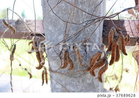Mucuna pruriens tree in the garden. Mucuna pruriens tree in the garden. 37689628