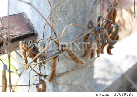 Mucuna pruriens tree in the garden. 37689636