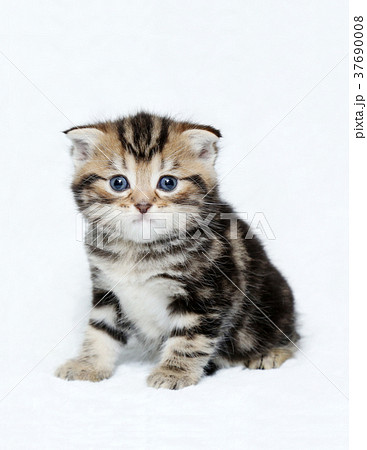 スコティッシュフォールド 子猫の写真素材