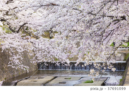 満開のさくら、兵庫県西宮市夙川公園にて 満開のさくら、兵庫県西宮市夙川公園にて 37691099