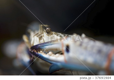 37691984