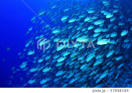 イレズミフエダイの群れ 37698184