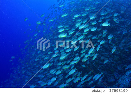 イレズミフエダイの群れ 37698190