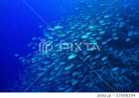 イレズミフエダイの群れ 37698194