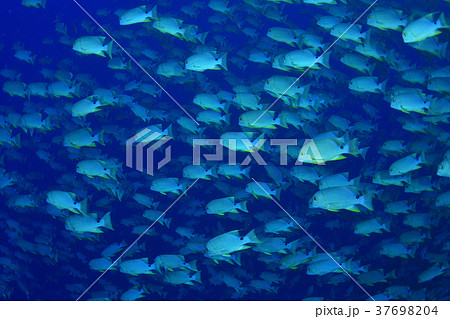 イレズミフエダイの群れ 37698204