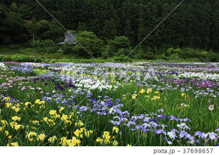 掛川の古民家と花菖蒲 37698657