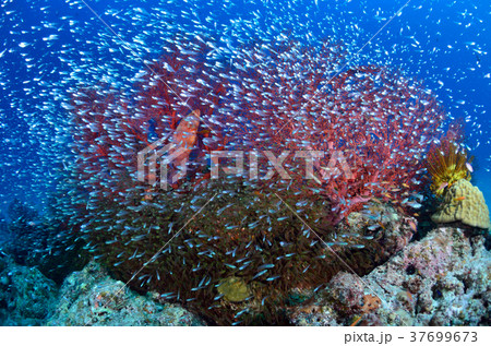 キンメの根 キンメの根 37699673