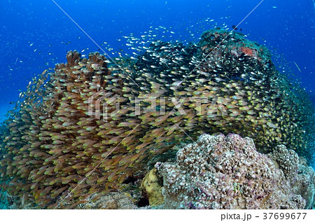 キンメの根 キンメの根 37699677