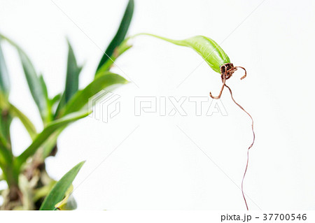 風蘭の果実 37700546