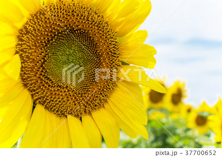 ひまわりのアップ　 37700652