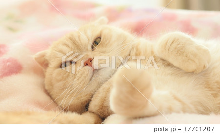 眠そうな猫 眠そうな猫 37701207