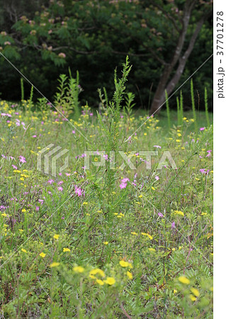 カワラナデヒコとカワラサイコの群生 37701278