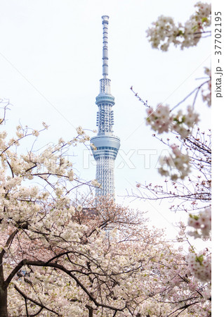 東京スカイツリーと桜並木 37702195
