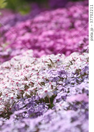 春の花、小花、芝桜 春の花、小花、芝桜 37702211
