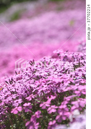 春の花 小さい花 芝桜 ガーデニング 花作り ピンク色の花の写真素材
