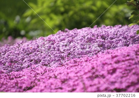 春の花 小さな花 芝桜 ガーデニング 花造りの写真素材