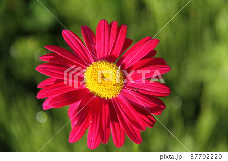 赤い花、除虫菊 37702220