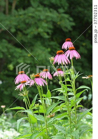 花 自然風庭に咲く夏の花 エキナセアの写真素材