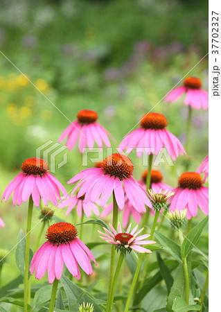 花 夏の花 エキナセア バレンキク 庭 ガーデニング ピンクの花の写真素材