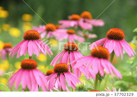 花、庭に咲く夏の花、エキナセア、バレンキク、ガーデニング、ピンクの花 37702329