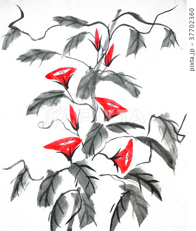 水墨画 朝顔 水墨画 朝顔 37702360