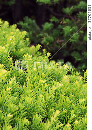 黄緑色が美しいオウゴンキャラボク 37702631