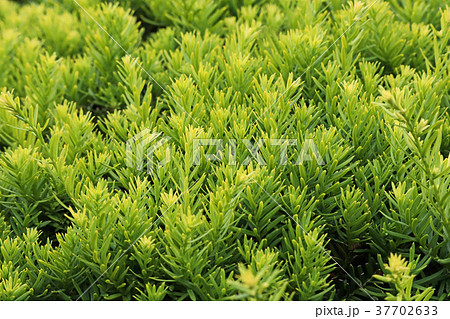 黄緑色が美しいオウゴンキャラボク 37702633