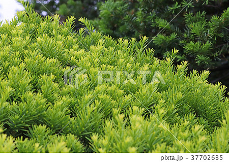 黄緑色が美しいオウゴンキャラボク 37702635