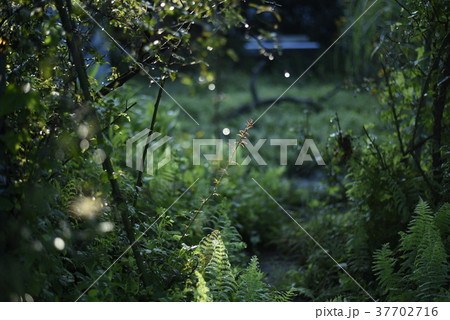 植物 37702716