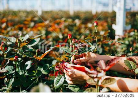 Someone is cutting a rose in a greenhouse 37703009