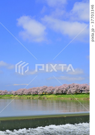 一目千本桜　宮城県大河原町 37703346