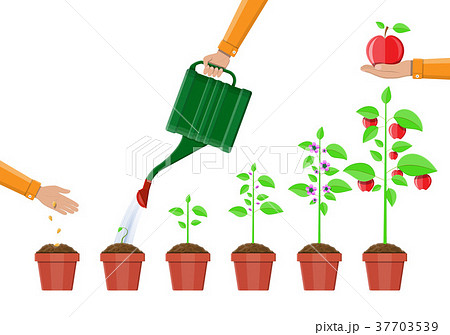 Growth of plant, from sprout to fruit. 37703539