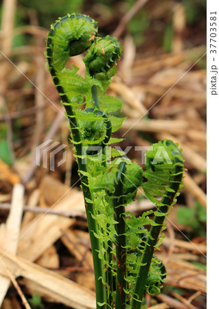 春の山菜・コゴミ　福島県只見町 37703581