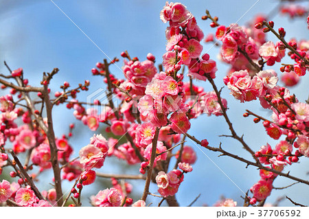 満開の梅の花 満開の梅の花 37706592