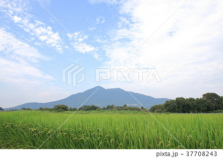 筑波山と田んぼ 37708243