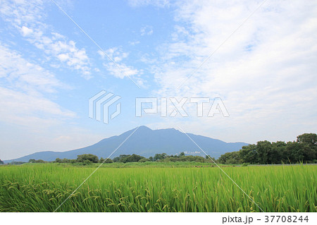 筑波山と田んぼ 37708244
