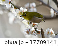 【鳥】メジロと梅（１５） 37709141