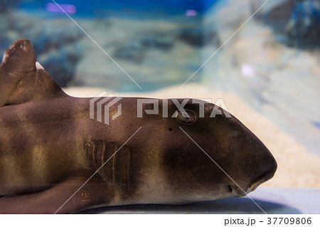 須磨水族館の魚たち(兵庫県神戸市須磨区若宮町) 須磨水族館の魚たち(兵庫県神戸市須磨区若宮町) 37709806