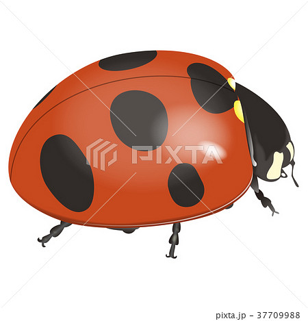 てんとう虫のイラスト素材