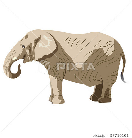 象さんのイラスト素材