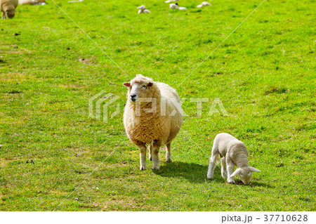 Sheep at Abbotsbury Swannery in Dorset 37710628