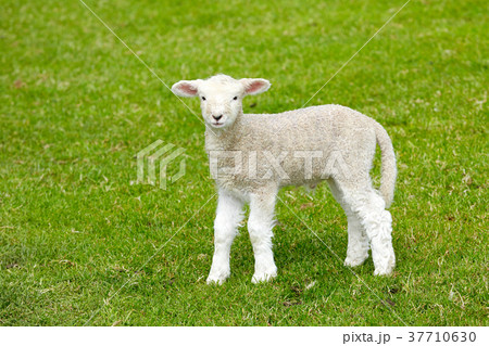 Sheep at Abbotsbury Swannery in Dorset 37710630