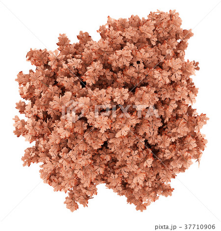 top view of red oak tree isolated on white  37710906