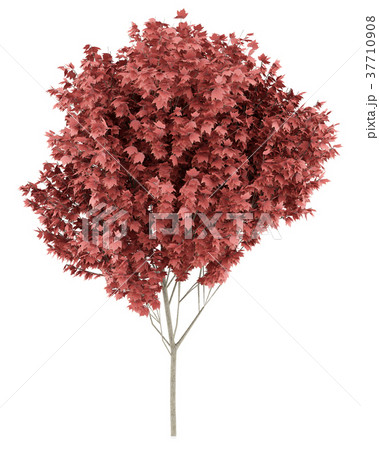 red maple tree isolated on white background 37710908