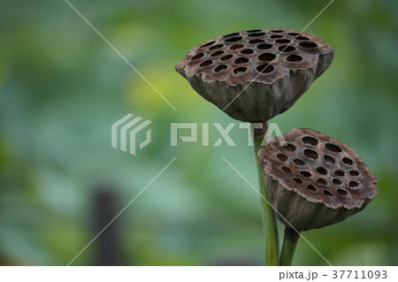 蓮の実 蓮の実 37711093