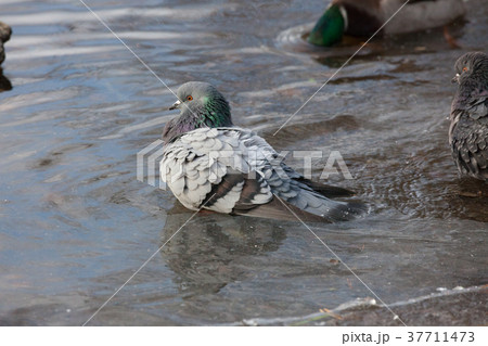 Pigeons birds bathing 37711473