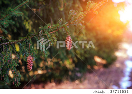 Pine branch snow fell in a wonderful winter day 37711651